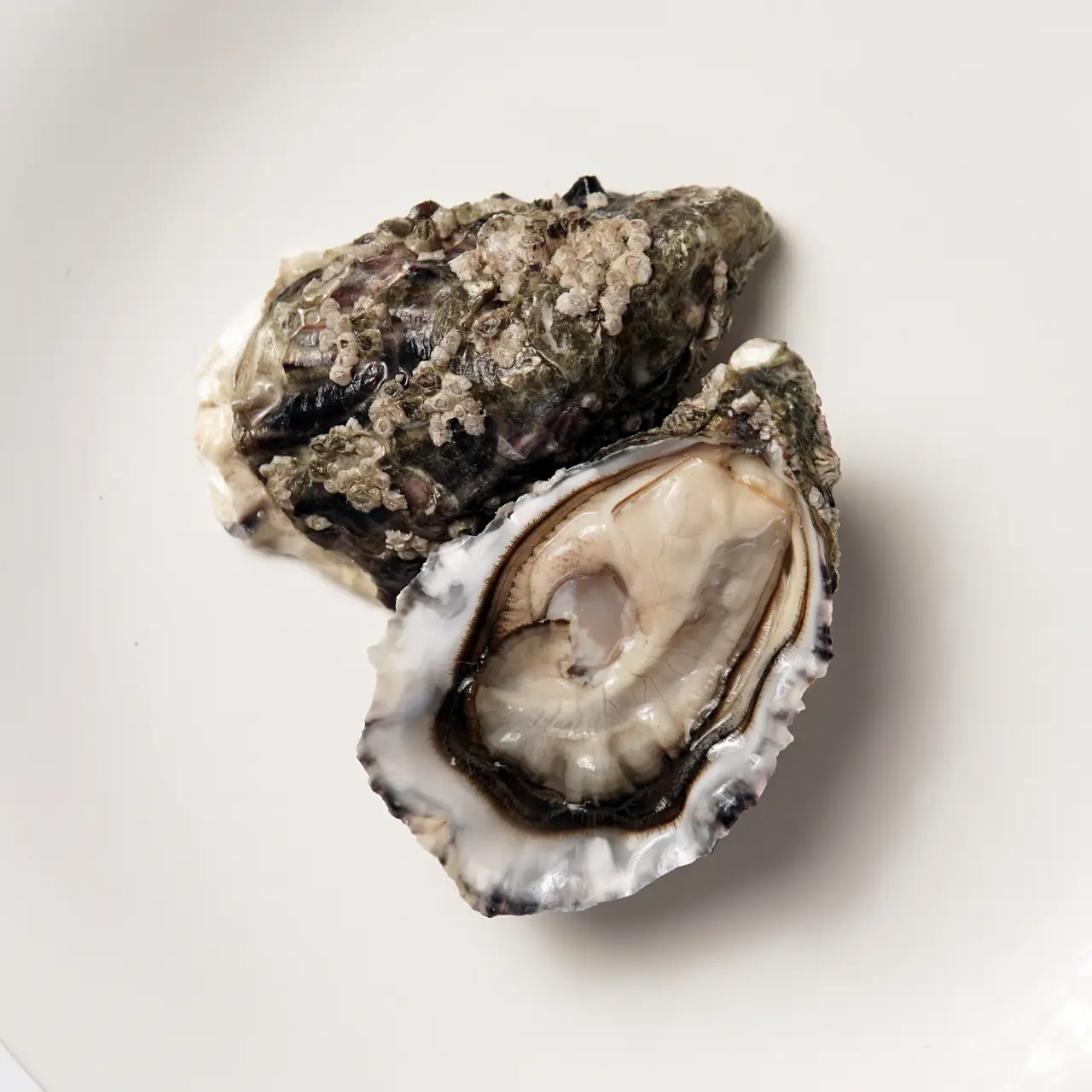 Устриці special de clere, Чорна Королева розмір №3 (мінім замовлення від 24 штук), фото 1