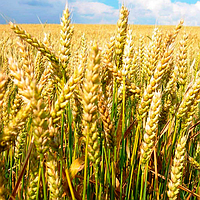 Пшеница озимая высокоурожайная Маурицио, Элита