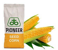 Насіння кукурудзи Pioneer P9175 ФАО 330 Пионер Піонер