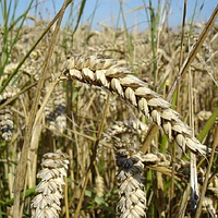 Озима пшениця Гюстав Saaten Union 1-а репродукція