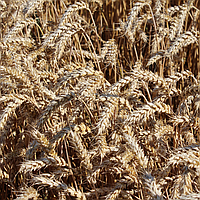 Озимая пшеница Колониа, Элита