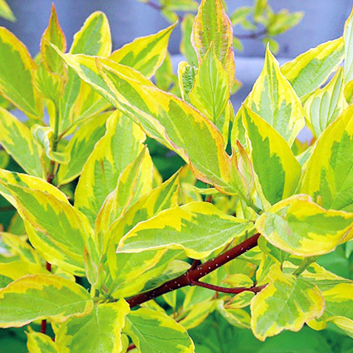 Дерен білий Гоучаулті​​​​​​​​​​​ / С3 / Cornus alba Gouchaultii