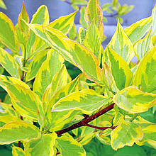 Дерен білий Гоучаулті​​​​​​​​​​​ / С3 / Cornus alba Gouchaultii