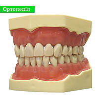 Стоматологическая модель челюсти SP 32 для манекена, фантома