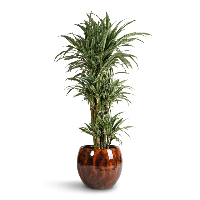Драцена Варнески 70h см 2 стовбури / Dracaena Warneckei (ID#1881588560 ...