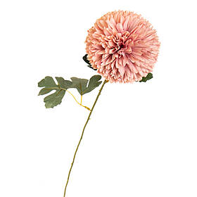 Квітка "Хризантема персикова" ELISEY