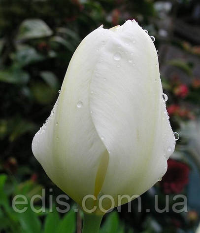 Тюльпан гібрид Фостера Purissima (Пуриссима) 3 цибулинки, фото 1