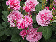 Троянда "Юме Мурасакі", фото 2