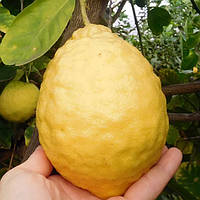 Лимон "Киевский Крупноплодный" 20-25 см. Черенкованный, укоренённый. Комнатный