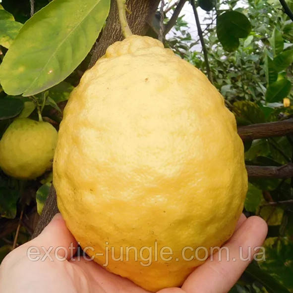 Лимон "Ківський Великоплідний" 25-30 см. Чорнокований, укоренений. Кімнатний