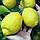 Лимон "Ківський Великоплідний" 25-30 см. Чорнокований, укоренений. Кімнатний, фото 3