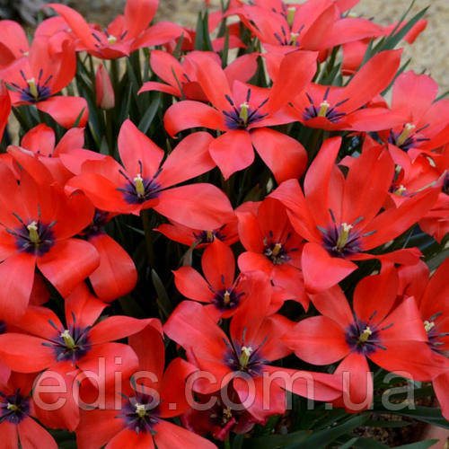 Тюльпан ботанічний Linifolia (Лініфолія) 3 цибулинки