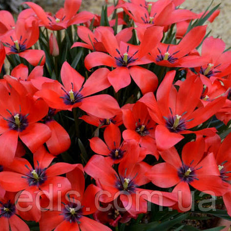 Тюльпан ботанічний Linifolia (Лініфолія) 3 цибулинки, фото 1