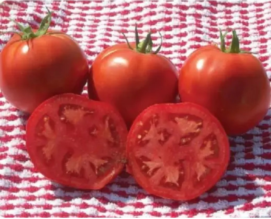 Насіння томат Шеді Леді ф1