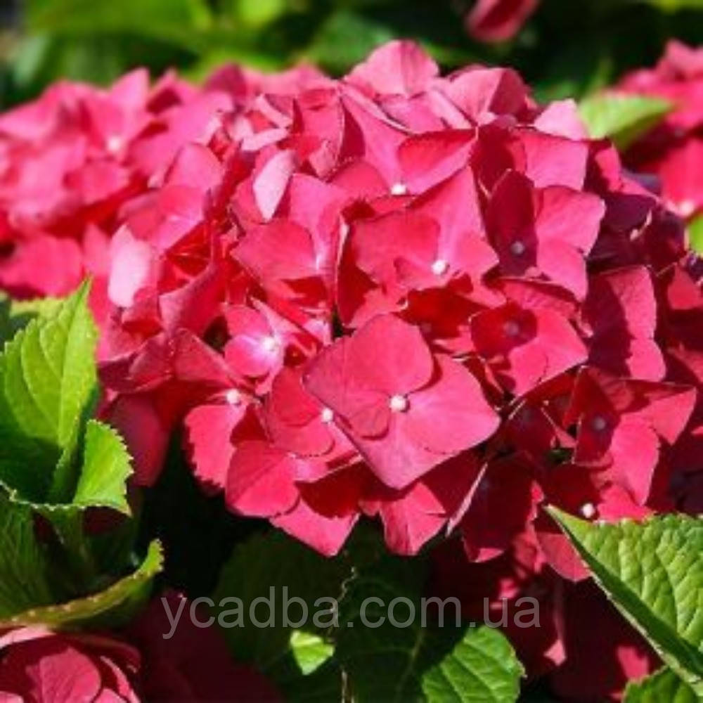 Гортензія крупнолистова Ред Сенсейшен Red Sensation 50 (горшик 0,5л)