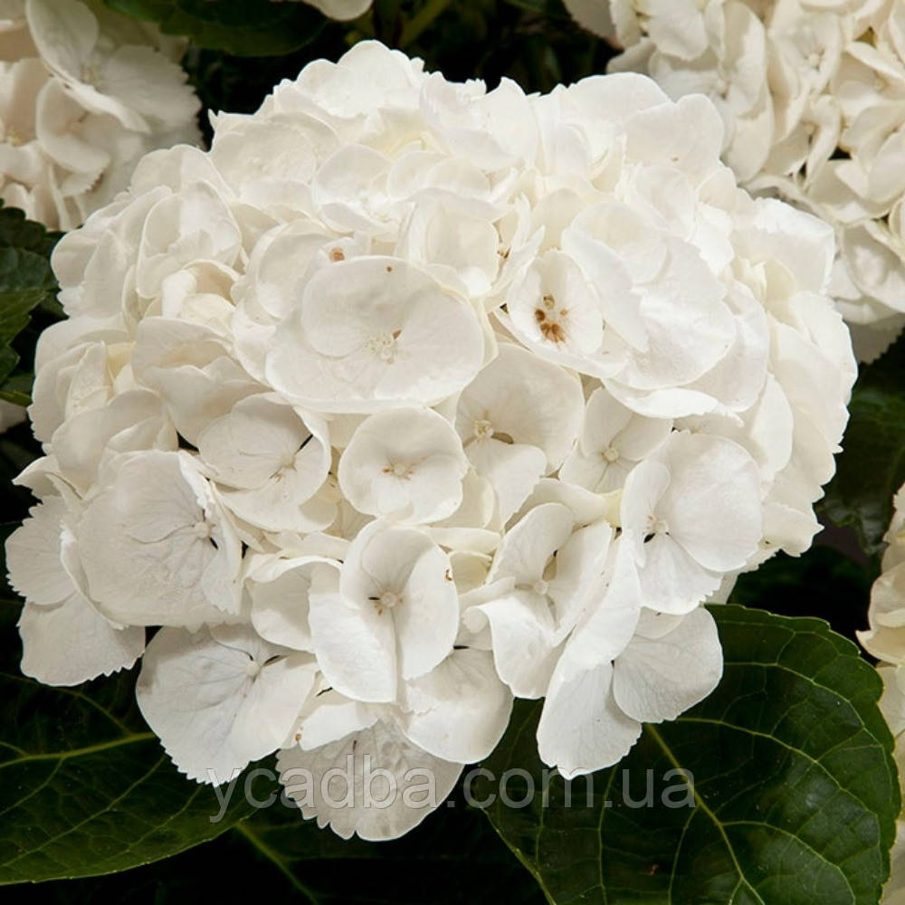 Гортензія крупнолистова Вайт Делайт (White Delight) (горшик 3л)