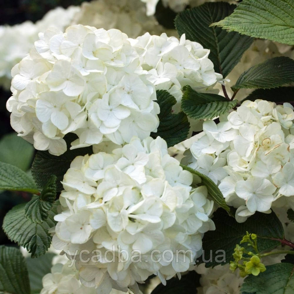 Гортензія крупнолистова Саксон Брайт Вайт 51 (Saxon Bright White) (контейнер 3л)