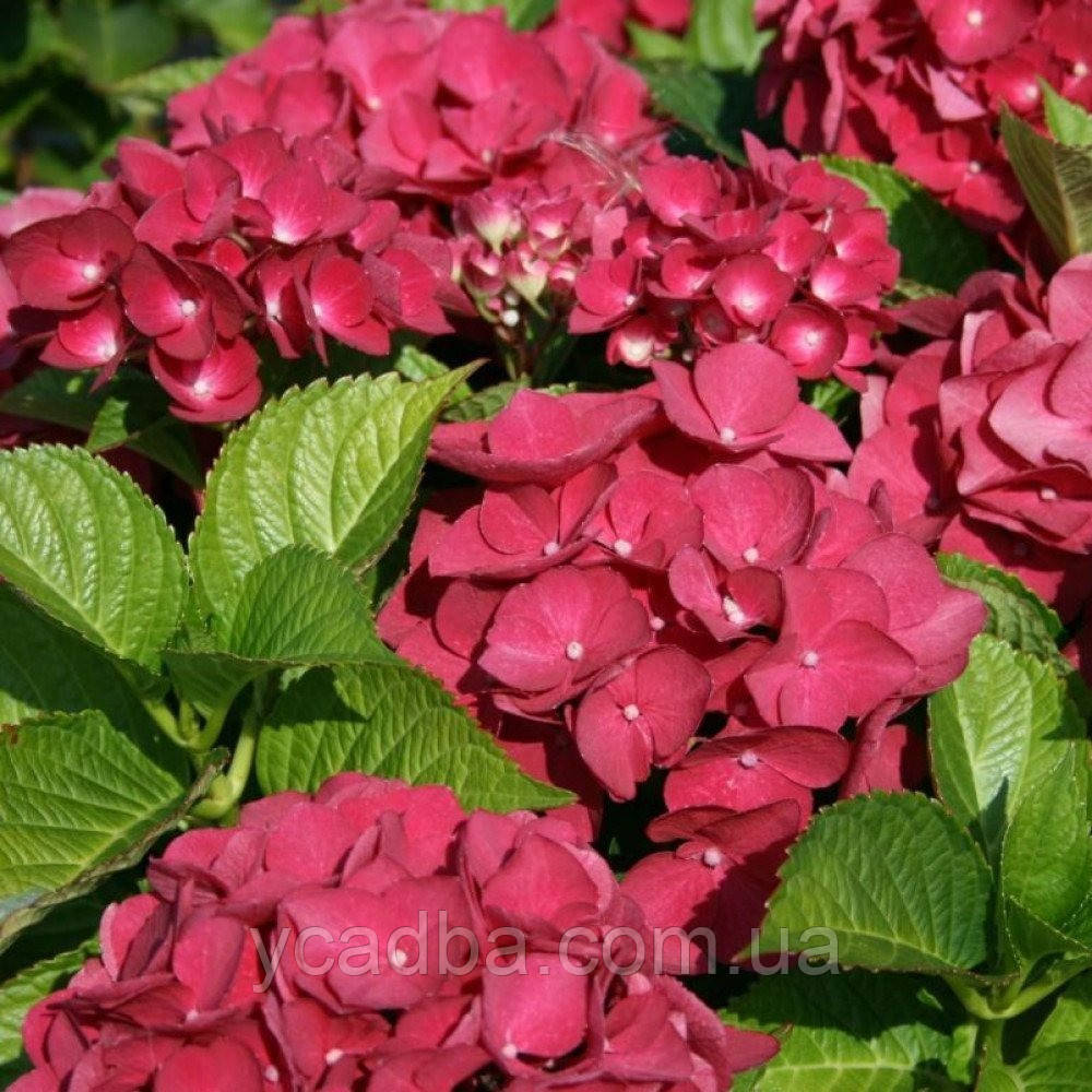 Гортензія крупнолистова Ред Бьюті (Red Beauty) (контейнер 0,5л)