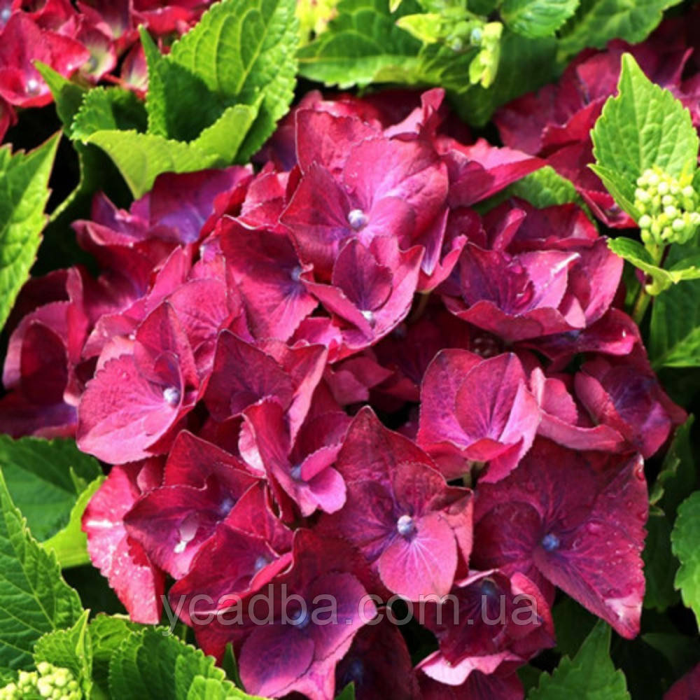 Гортензія крупнолистова Роял Ред Пурпл (Royal red purple) (горшик 5л)