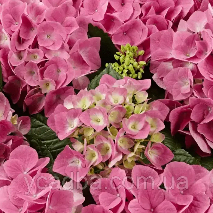 Гортензія крупнолистова Сарена Пінк (Sarena Pink) 60 (горшик 0.5л)