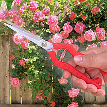 Садовий секатор для овочів та фруктів Professional-Wool-Shears-Sheep 7 см MB-подібна пружина