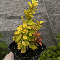 Барбарис Тунберга Марія жовтий саджанці в горщиках  Berberis thunbergii Maria