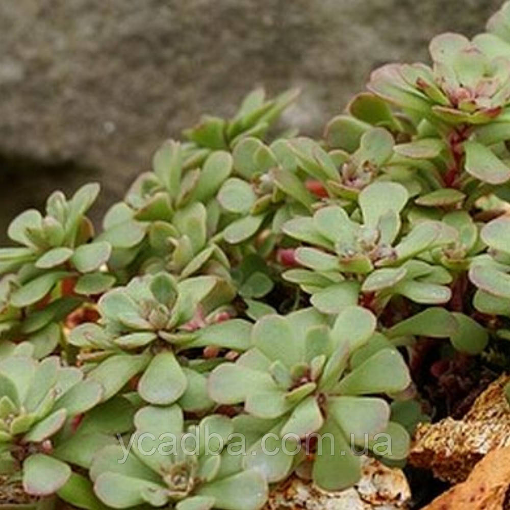 Седум Глаукофілум 71 (горшик 0,5л), фото 1