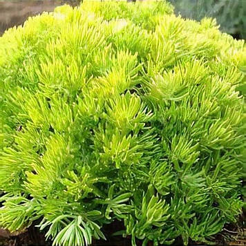 Очиток гібридний Вінтер лемон 87 (горшик 0,5л)