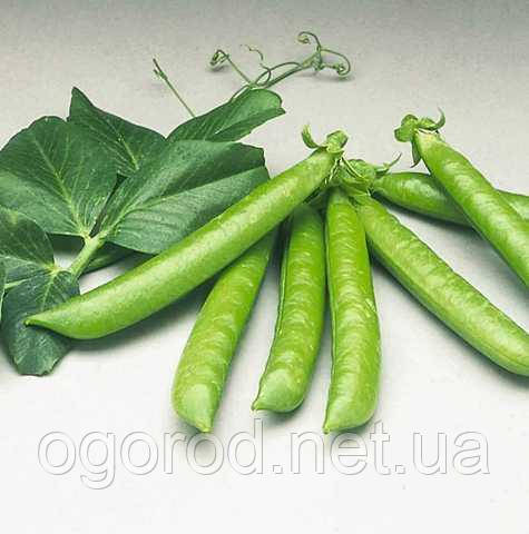 Сомервуд горох Syngenta Голландія 20 шт