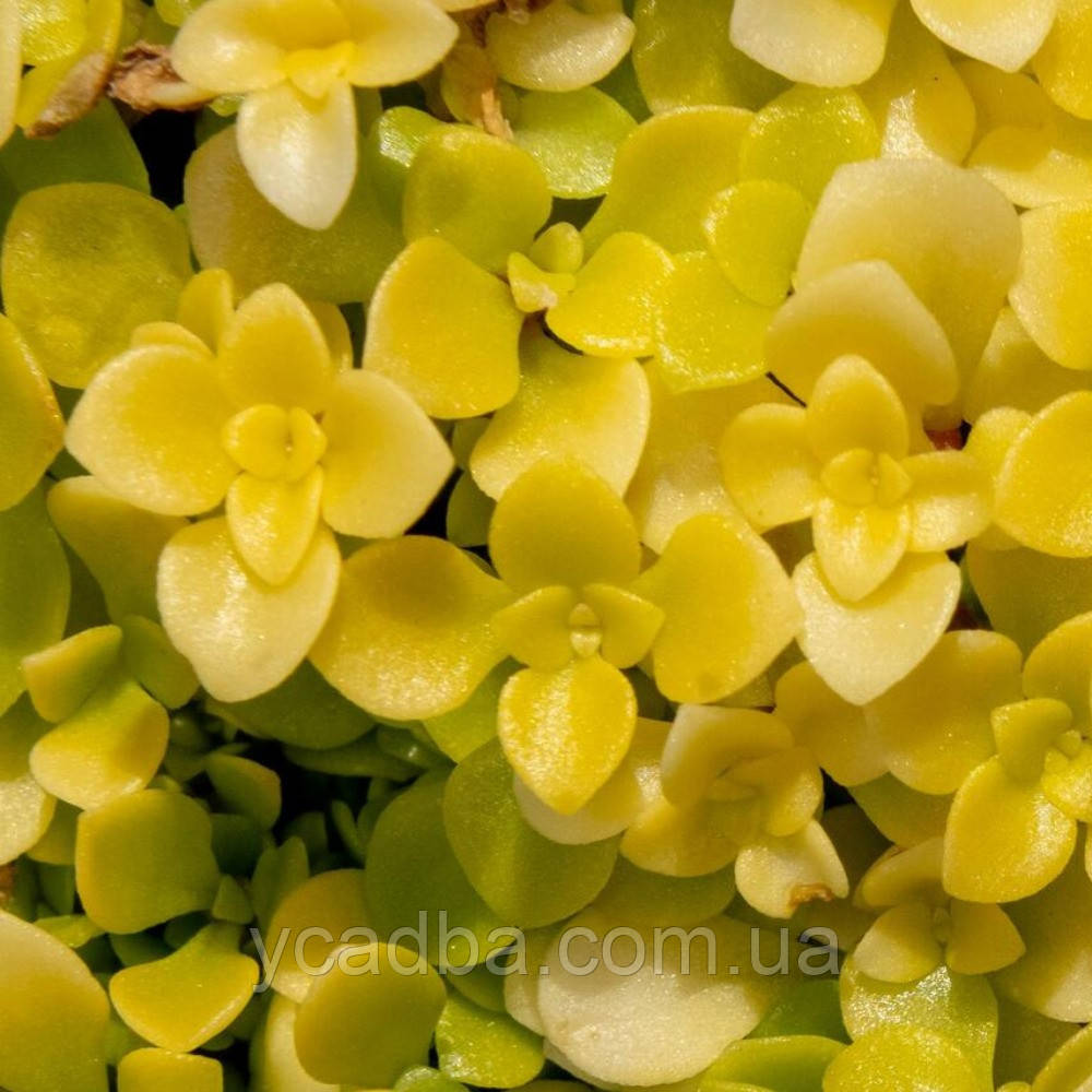 Очиток Ogon makinoi Ogon 91 (горщик 0,5л), фото 1