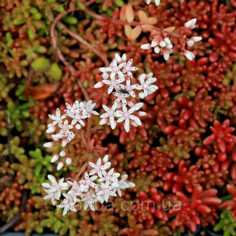 Очиток Корал карпет 66 (горщик 0,5л), фото 1