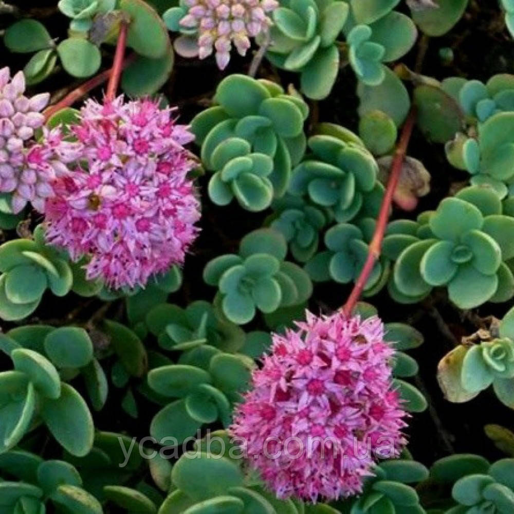 Очиток Еверса Еwersii 8 (горщик 0,5л), фото 1