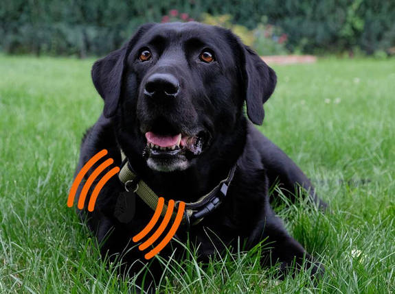 Відлякувач кліщів для собак Tickless Pet BIC, фото 3