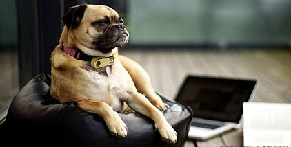 Ультразвуковий відлякувач бліх і кліщів Tickless Mini для собак чорний BIC, фото 2