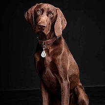 Ультразвуковий відлякувач бліх та кліщів для собак Tickless Pet від собачих кліщів бежевий BIC, фото 3