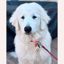 Ультразвуковий відлякувач бліх та кліщів для собак Tickless Pet від собачих кліщів бежевий BIC, фото 4