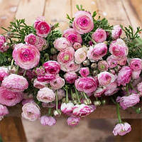 Ранункулюс (лютик) Picotee Roze Розовый Луковицы 5шт. Florium