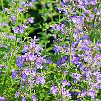 Котовник Blue Wonder Синий Саженцы 1шт. Florium