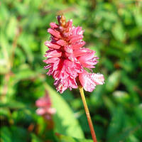 Персикария Inverleith Розовый Саженцы 1шт. Florium