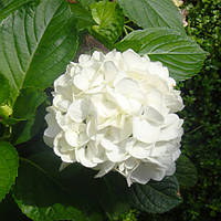 Гортензия Macrophylla Alba Белый 1шт. Florium