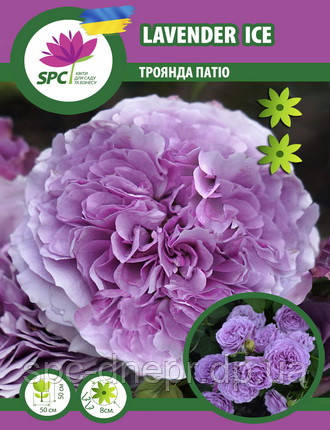 Троянда патіо Lavender Ice