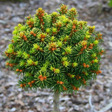 Ялина звичайна Голд Наггет (Gold Nugget) С5