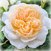 Роза английская Крокус Роуз (Crocus Rose)