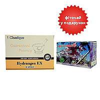 Набор Гортензия (Hydrangea EX) Santegra + Фиточай для почек 1,5 гр 20 фильтр-пакетов