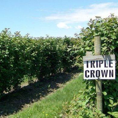 Саджанці ожини Тріпл Краун (Triple Crown), 2-х річна - середнього терміну, безколючкова, урожайна С1 - фото 2 - id-p1882923809