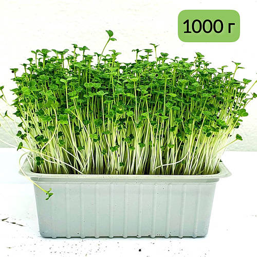Купить Микрозелень Семена Брокколи Микрогрин 1000г, цена 650 ₴ — Prom ...