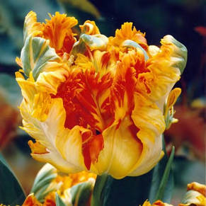 Тюльпан папуговий King Parrot 3 цибулинки, фото 3