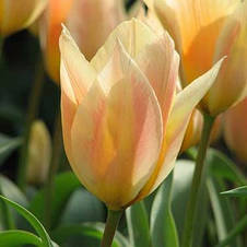 Тюльпан гібрид Грейга Fur Elise (Фюа Елізе) 3 цибулинки, фото 2