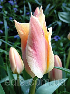 Тюльпан гібрид Грейга Fur Elise (Фюа Елізе) 3 цибулинки