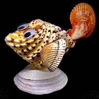 Морской сувенир из ракушки в виде рыбы из хиппопус